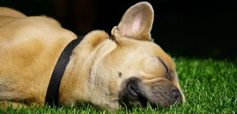 P2P Kredite - Begriffe, Grundlagen und Mythen? ???? 3 P2P Kredite Plattformbesuch P2P Kredite Plattformbesuch podcast podcast french bulldog 4291119 1920