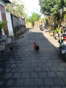 Kein Kindergarten aber ein Hühnertreff bei Lars auf Bali