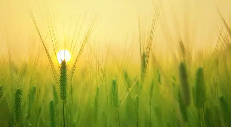 Dirks Omaraha Erfahrungen & P2P Krise! Welche P2P Krise? - Podcast P2P Deep Dive 3 2 P2P Kredite Scam P2P Kredite Scam Betrug & Scam, Podcasts anlegen barley field 1684052 1920 2