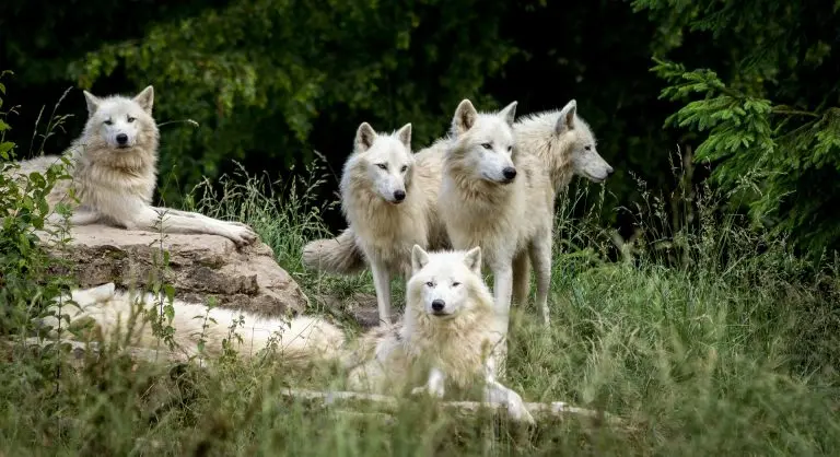P2P Kredite Scam Grupeer Grupeer wolves 3785362 1920