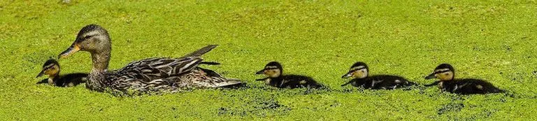 Peerduck quacks about red flags and how he invests - P2P Deep Dive 5 2 P2P Kredite Investor P2P Deep Dive Mr Peerduck